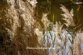 Attēlu rezultāti vaicājumam “Phragmites communis flower”