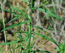 Attēlu rezultāti vaicājumam “Linaria vulgaris leaf”