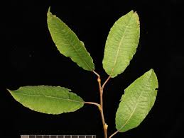 Attēlu rezultāti vaicājumam “Salix caprea leaf”