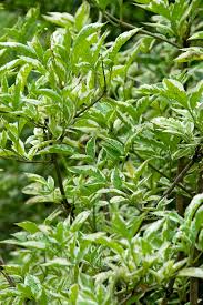 Attēlu rezultāti vaicājumam “Sambucus nigra leaf”