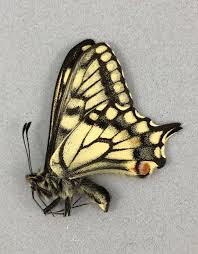 Attēlu rezultāti vaicājumam “Papilio machaon underside”