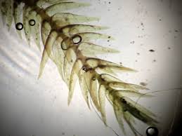 Attēlu rezultāti vaicājumam “Riccardia chamaedryfolia”