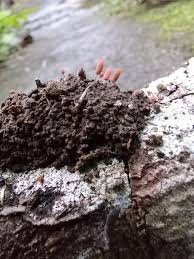 Attēlu rezultāti vaicājumam “Arcyria major”