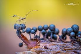Attēlu rezultāti vaicājumam “Craterium sp.”
