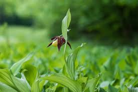 Attēlu rezultāti vaicājumam “Cypripedium calceolus flower”