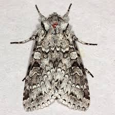 Attēlu rezultāti vaicājumam “Eurois occulta”