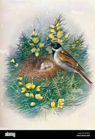 Attēlu rezultāti vaicājumam “Emberiza schoeniclus nest”