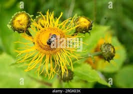 Attēlu rezultāti vaicājumam “Telekia speciosa bud”