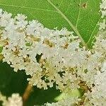 Attēlu rezultāti vaicājumam “Reynoutria sachalinensis flower”