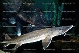 Image result for Scaphirhynchus platorynchus