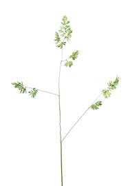 Attēlu rezultāti vaicājumam “Dactylis polygama”