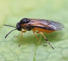 Attēlu rezultāti vaicājumam “Athelia pyriformis”