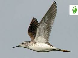 Attēlu rezultāti vaicājumam “Tringa stagnatilis”