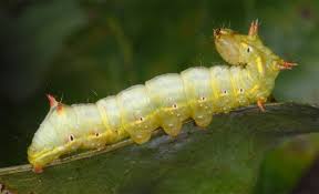 Attēlu rezultāti vaicājumam “Ptilodon capucina larva”