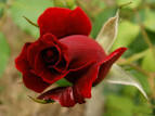 [تصویر: images?q=tbn:ANd9GcQyKQk5H95PtznjphwHcks...edhVevEuzg]