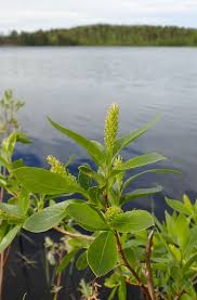 Attēlu rezultāti vaicājumam “Salix pentandra flower”