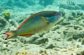 Image result for Sparisoma aurofrenatum