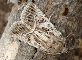 Attēlu rezultāti vaicājumam “Thalpophila matura”