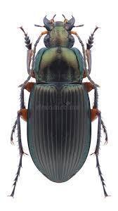 Attēlu rezultāti vaicājumam “Poecilus cupreus”