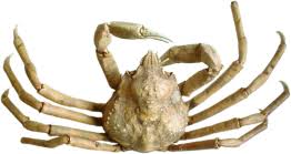 Image result for Hyas araneus