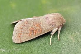 Attēlu rezultāti vaicājumam “Orthosia miniosa”