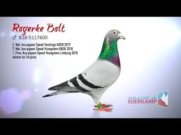 Image result for Abbeyton & Broomfield Racing Pigeons