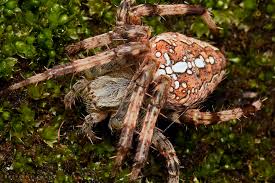 Attēlu rezultāti vaicājumam “Araneus diadematus female”