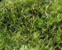 Attēlu rezultāti vaicājumam “Rhynchostegiella tenella”