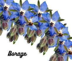 Attēlu rezultāti vaicājumam “Boraginaceae”