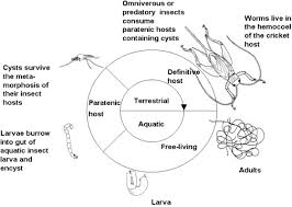 Attēlu rezultāti vaicājumam “Nematomorpha”