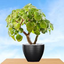 Image result for Aichryson