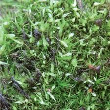 Attēlu rezultāti vaicājumam “Fossombronia wondraczekii”