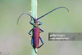 Attēlu rezultāti vaicājumam “Aromia moschata”