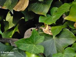 Attēlu rezultāti vaicājumam “Muscicapa striata nest”