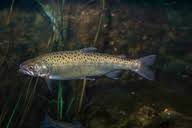 Image result for Salvelinus malma