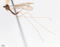 Attēlu rezultāti vaicājumam “Limoniidae”