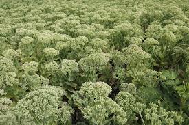 Attēlu rezultāti vaicājumam “Hylotelephium telephium bud”