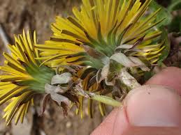 Attēlu rezultāti vaicājumam “Taraxacum officinale aggr. fruit”
