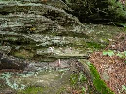 Attēlu rezultāti vaicājumam “Arcyria, Heterotrichia sp.”