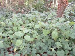 Attēlu rezultāti vaicājumam “Stachys sylvatica leaf”