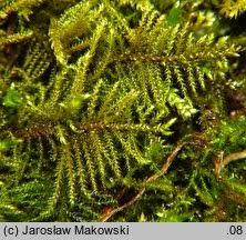 Attēlu rezultāti vaicājumam “Cratoneuron filicinum”