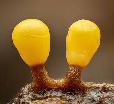 Attēlu rezultāti vaicājumam “Trichia varia”