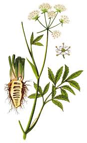 Attēlu rezultāti vaicājumam “Cicuta virosa flower”