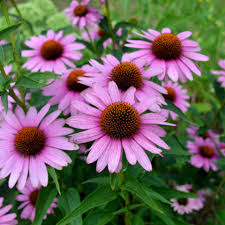 Image result for roter Sonnenhut