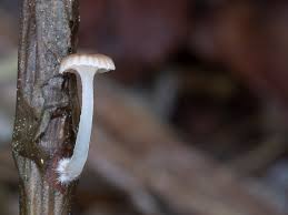 Attēlu rezultāti vaicājumam “Mycena belliarum”