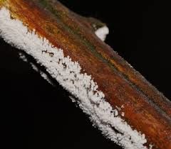 Attēlu rezultāti vaicājumam “Henningsomyces candidus”