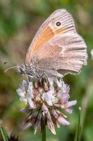 Attēlu rezultāti vaicājumam “Coenonympha tullia underside”