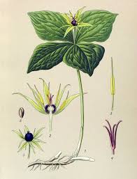 Attēlu rezultāti vaicājumam “Paris quadrifolia”