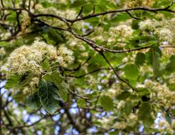 Attēlu rezultāti vaicājumam “Sorbus intermedia”