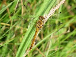 Attēlu rezultāti vaicājumam “Sympetrum sanguineum female”